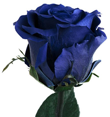 Infinity Rose Blau - haltbar 3 Jahre echte Rosen konserviert mit Stiel 45-50cm lang in Box - unendliche Rosen haltbar für Damen Geschenke mit blauen Augen und für blaue Blumenvase (Blau)