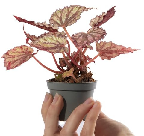 Baby Begonia Rex Dew Drop Small Tropical Patterned Indoor Houseplant in 6cm Pot | Miniature Plant with Metallic Foliage | for Home and Office | Grow Your Own Baby Plants