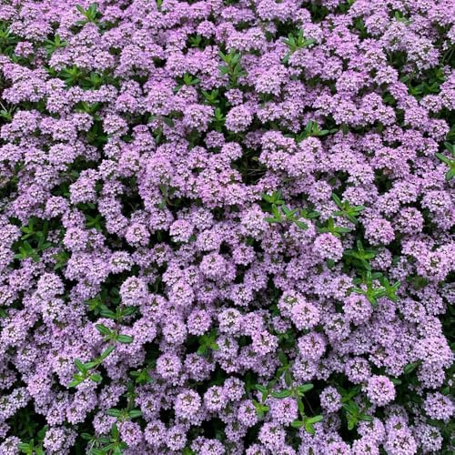 Semi di timo serpillo, perenni Semi di timo tappezzanti, tappezzanti resistenti semi di aromatiche, rare da balcone 800pcs