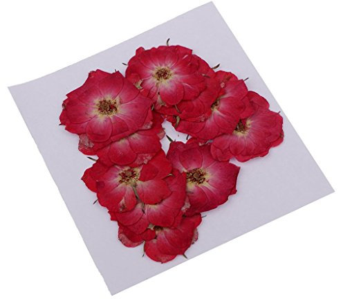 Sitrda (12 pezzi) bellissimi fiori secchi secchi naturali pressati naturali, resina epossidica gioielli ciondolo sapone fiori pressati fai da te scrapbooking album biglietti - 2,5 cm rosa rossa