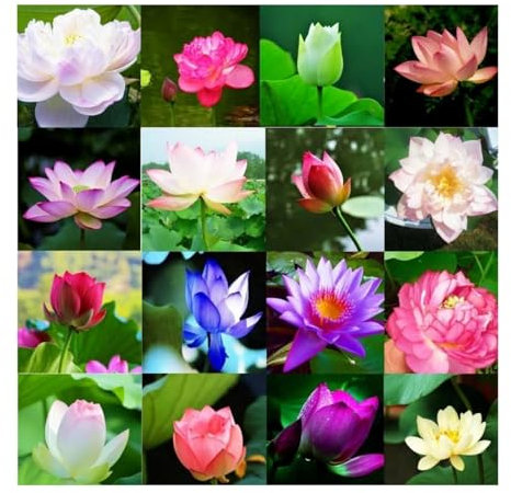 50 verschiedenfarbige Lotusblumensamen, geöffnet und Leichter zu überleben,Bonsai - Lotus mit kostenlosem Dünger,China.Nicht-GM-Lotusamen，Für Wohnung & Garten Deko: Schüssellotussamen