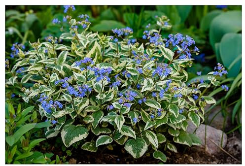3 x Brunnera macrophylla 'Variegata' (Winterhart/Stauden/Staude/Mehrjährig/Bodendecker) Kaukasus Vergissmeinnicht - Zartes Blau trifft auf kunstvolle Blattzeichnung - Pflegeleicht - von Stauden Gänge