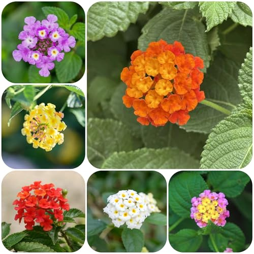 semi di lantana, balcone perenni resistenti giardino 200pcs