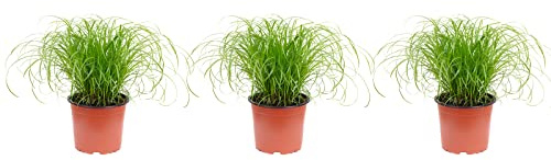 Cyperus alternifolius « Zumula » Lot de 3 herbes pour chat – Hauteur env. 30 cm – Diamètre du pot : 12 cm