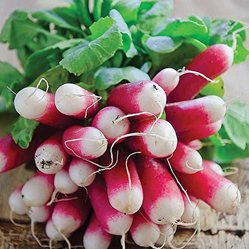 Radish Seeds, Grow Tasty Crisp Radishes, High Yielding, Long Cropping Season, Peppery Flavour, Easy to Grow, 1 x Pack of Radish French Breakfast 3 500 Seeds by Thompson & Morgan
