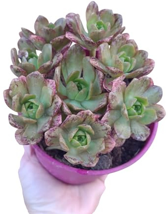 Aeonium bronze medal specie arbustiva forma di rosa da collezione