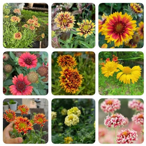 Semillas de Gaillardia pulchella, resistentes para el jardín semillas de decoración cobertura del suelo para lugares 200pcs