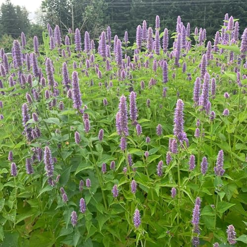 semillas de ortiga perfumadas, medicinales Agastache foeniculum, raras jardín verdes para camas elevadas balcón jardín exóticas 100pcs