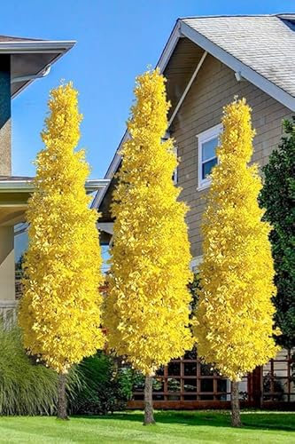 Aachondra 5pz Ginkgo Biloba semi di piante gialle