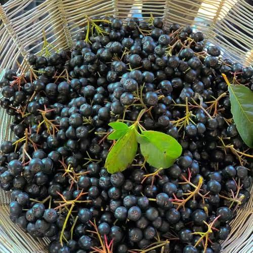 Semi di Aronia Melanocarpa, colonnari resistenti acquistarere da frutto balcone semi di colonnare esotiche resistenti per il giardino 55pcs