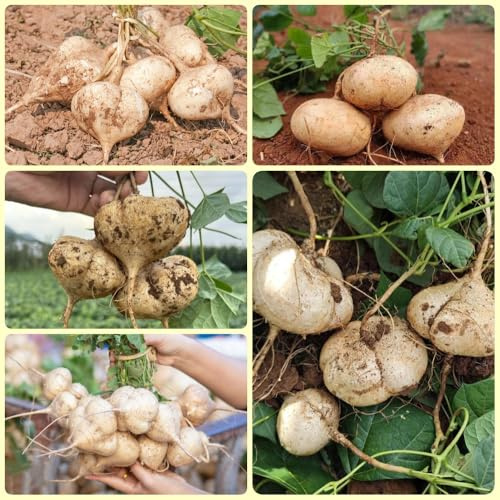 Semillas de jícama frijol ñame, balcón, jícama, Pachyrhizus erosus, balcón 80pcs