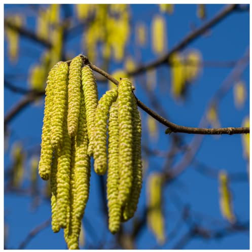 20 Hazel Plants, 40-60cm Flowering Edible Nut Hedge Wildlife Friendly Hedge 3fatpigs®
