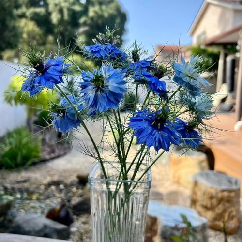 vergine in un verde da balcone,to da giardino roccioso autunnali resistenti e semi di semi di interno giardino per aromatiche 200semi