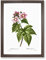 Blooming Raspberry Bush By Pierre Joseph Redoute Vintage Framed Wall Art Print, Ready to Hang Picture for Living Room Bedroom Home Office Décor, Walnut A4 (34 x 25 cm)