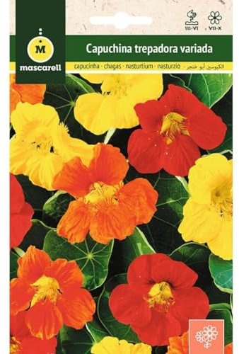 Mascarell Semillas, CAPUCHINA TREPADORA VARIADA, Semillas Flores Exterior para Decoración, 5 Gramos