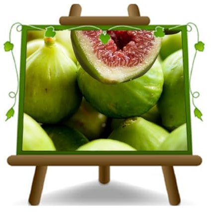 EURO PLANTS VIVAI Fico San Giovanni - Pianta da frutto Antico su Vaso: ø 26 cm. *Altezza: 170~200 cm. Età: 4 anni.