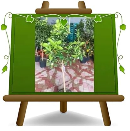 EURO PLANTS VIVAI Agrumes Orange Vanille Arbre fruitier Hauteur: 150~160 cm Pot: 26 cm