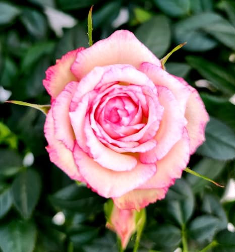 POWERS TO FLOWERS - ROSA DA GIARDINO RAMPICANTE e RIFIORENTE, ROSA BICOLORE, 2 PIANTE, Piante Vere