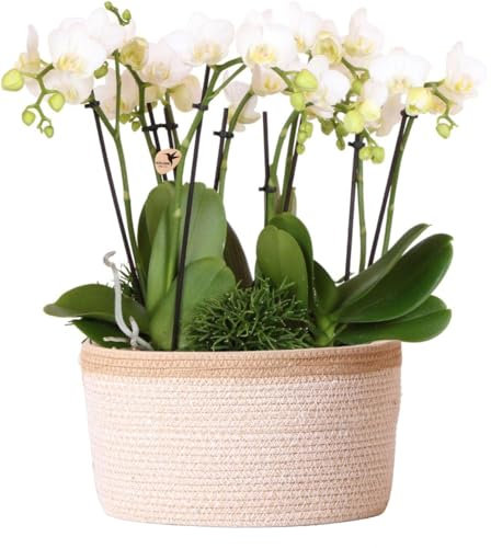 Kolibri Orchids | weißes Pflanzenset im Baumwollkorb inkl. Wassertank | drei weiße Orchideen Amabilis 9cm und drei Grünpflanzen | Dschungelstrauß weiß mit autarkem Wassertank