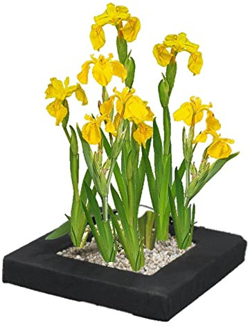 vdvelde.com - Gelbe Schwertlilie Schwimminsel Teich - Bio Teichpflanzen 4 Blühende Pflanzen - Nachhaltig aus eigener Gärtnerei - Hochwertig Teichinsel Pflanzkorb - Van der Velde Wasserpflanzen