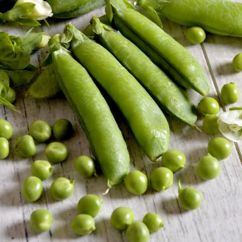 Pea Telephone - Heirloom Maincrop Climbing Variety - Vertical Space Utilisation for Bigger Crops - Sweet and Tender Peas - Quick Harvest Seeds by Thompson & Morgan