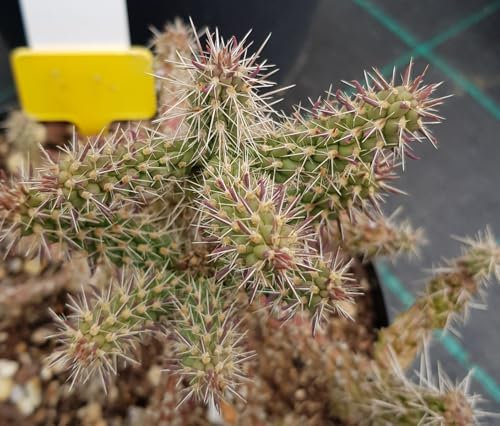 Cylindropuntia imbricata/Conteneur de 2 à 2.9 litres/Cactée