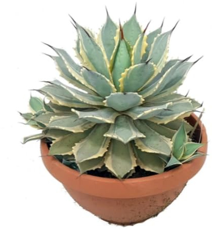 Planta natural Agave Potatorum Ice Scream, 50 cm. Suculenta compacta con bordes ondulados y espinas. Segura Garden.