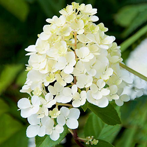 Hydrangea Phantom Upright Deciduous Shrub Flowering Outdoor Garden Pot Plant (20-30cm (Incl. Pot))