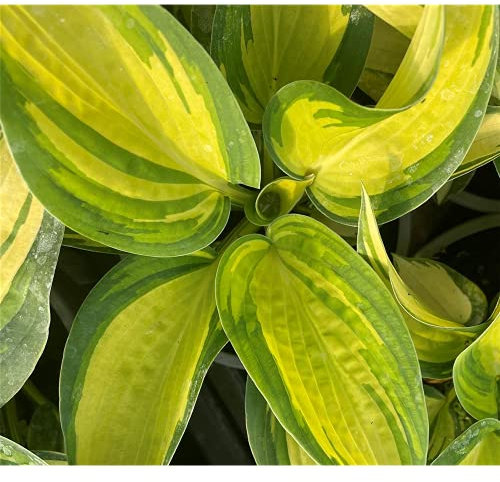 Hosta sieboldiana « Great Expactations » – Fontaine de jardin « Great Expactations » dans un pot de 13 cm