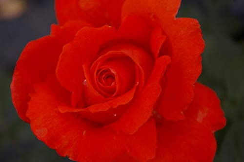 Edelrose Alexander® - Rosa Alexander® - leuchtend zinnoberrot Duft++