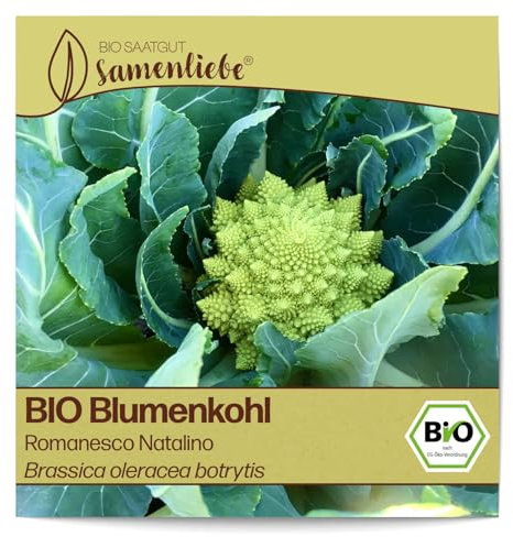 Samenliebe BIO Blumenkohl Samen alte Sorte Romanesco Natalino milder zarter italienischer Blumenkohl grün 200 Samen samenfestes Gemüse Saatgut für Gewächshaus Freiland und Balkon BIO Gemüsesamen