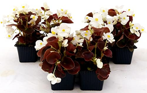 POWERS TO FLOWERS - BEGONIA SEMPERFLORENS, BEGONIETTA DA ESTERNO, FOGLIA ROSSA e FIORE BIANCO, 12 PIANTE, piante vere