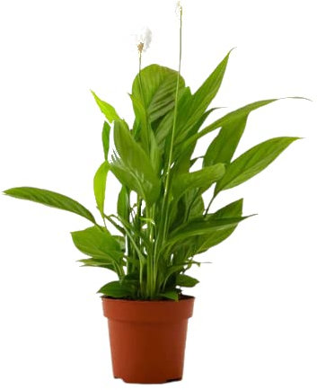 Mejora la Calidad de Vida en tu Hogar con el Espatifilo Natural, la Planta Purificadora por Excelencia