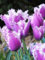 TulipáN Bulbos，Hermosas flores y plantas para el jardín de tu casa, Semillas De TulipáN, Bulbos De TulipáN, TulipáN Semillas, TulipáN Semillas
