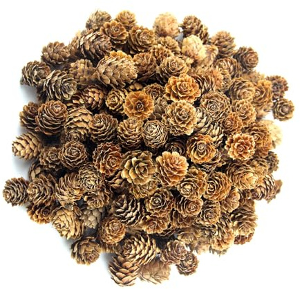 CYIOU 200 Pièces Pomme de Pin 2-3 cm Mini Pommes Pin Noël Marron Foncé Décoration de Cône DIY pour L'automne et l'hiver Thanksgiving Automne Hiver pour Maison Fournitures