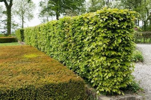 Rotbuchen 50t. 120-150cm Rotbuche Fagus sylvatica Wurzelware Heckenpflanzen heimisch
