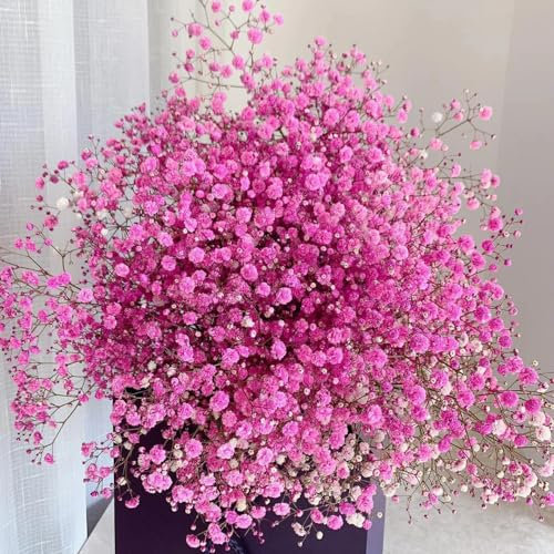 300 pcs schleierkraut samen winterhart, schnittblumen, exotische pflanzen (Gypsophila paniculata) balkon blumen, ostern geschenke wildblumenwiese saatgut mehrjährig, seed blumen samen,