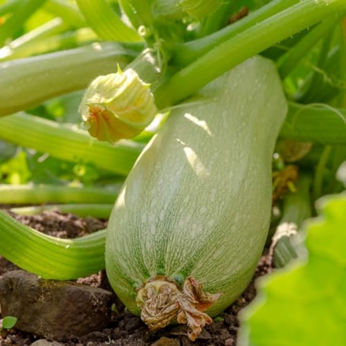 PREMIER SEEDS DIRECT - Italian COURGETTE - Bianca DI Trieste - 25 Finest Seeds