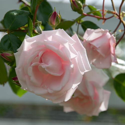 Harkness Roses Climbing Rose 'New Dawn' â„¢ 4 Litre Pot
