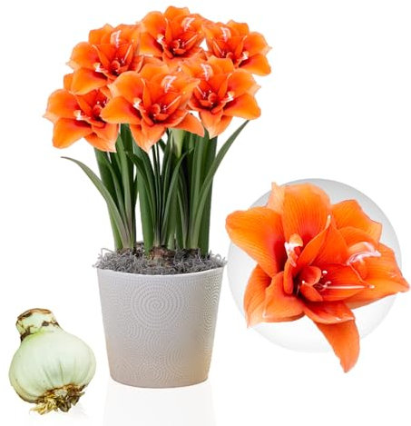 Amaryllis Celica Zwiebel, 1 bulbo de flor en formato grande 26/30, exclusivo, bulbos de flores, plantas y flores de Holanda, Hippeastrum genuinos (no semillas, cera ni artificial)