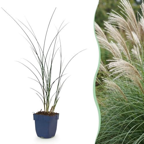 Green boutiQ - Graminées - Miscanthus sin. Gracillimus - Herbe de la Pampa - Avec Épi - Vert - 24 Plantes - Pot 11cm - Hauteur 15-25cm