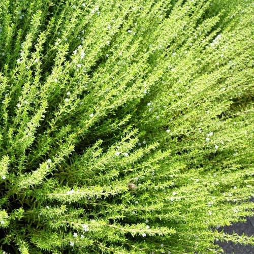 semi di santoreggia - in vaso al coperto rare giardino copertura del terreno serre balcone varietà antiche 200pcs