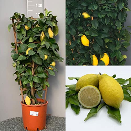 Planta de limón SAVINI VIVAI, árbol de cítricos Lunario, espaldera de limón en maceta de 28 cm altura 90-100 cm 4-5 años de injerto, fabricado en Italia