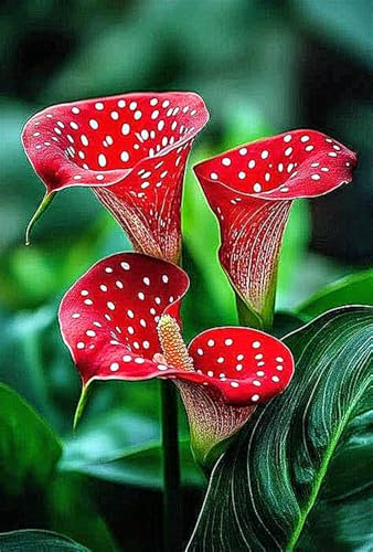 Calla-Lilienzwiebeln, DraußEn, Winterharte Stauden,TöPfe,Schnittblumen,Blumenzwiebeln,Calla Lily Plant Calla Lily,Calla Pflanze Knolle，Calla Winterhart-2zwiebeln -E