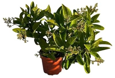 Planta de Viburnum Natural para Jardín y Setos Ornamentales – Arbusto Exterior Decorativo DECOALIVE