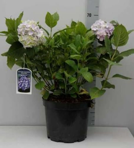 Hydrangea macr. blauw/bleu - Hortensia 40-60 cm en pot