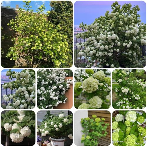 Semillas de hortensia bola de nieve, semillas orgánicas jardín resistentes exterior arbustos en decoración sala estar raras pradera 300pcs