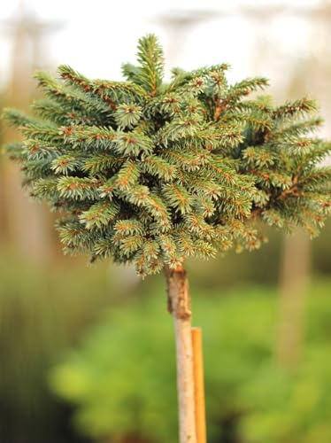 Abete serbo Picea Omorika Nana su tronco impreziosito 40 cm tronco alto