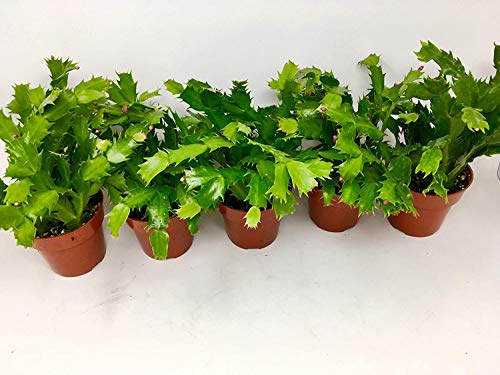 Christmas Cactus Party Plant - Zygocactus - 4 Pot Unique from Jmbamboo (3)