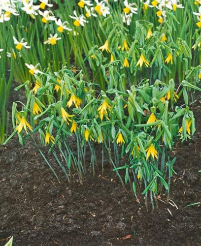 Uvularia grandiflora 9x9 cm Topf – Winterhart, Mehrjährig, Pflegeleicht – Großblütige Uvularie – Staude für Schattenbeete & Unterpflanzung
